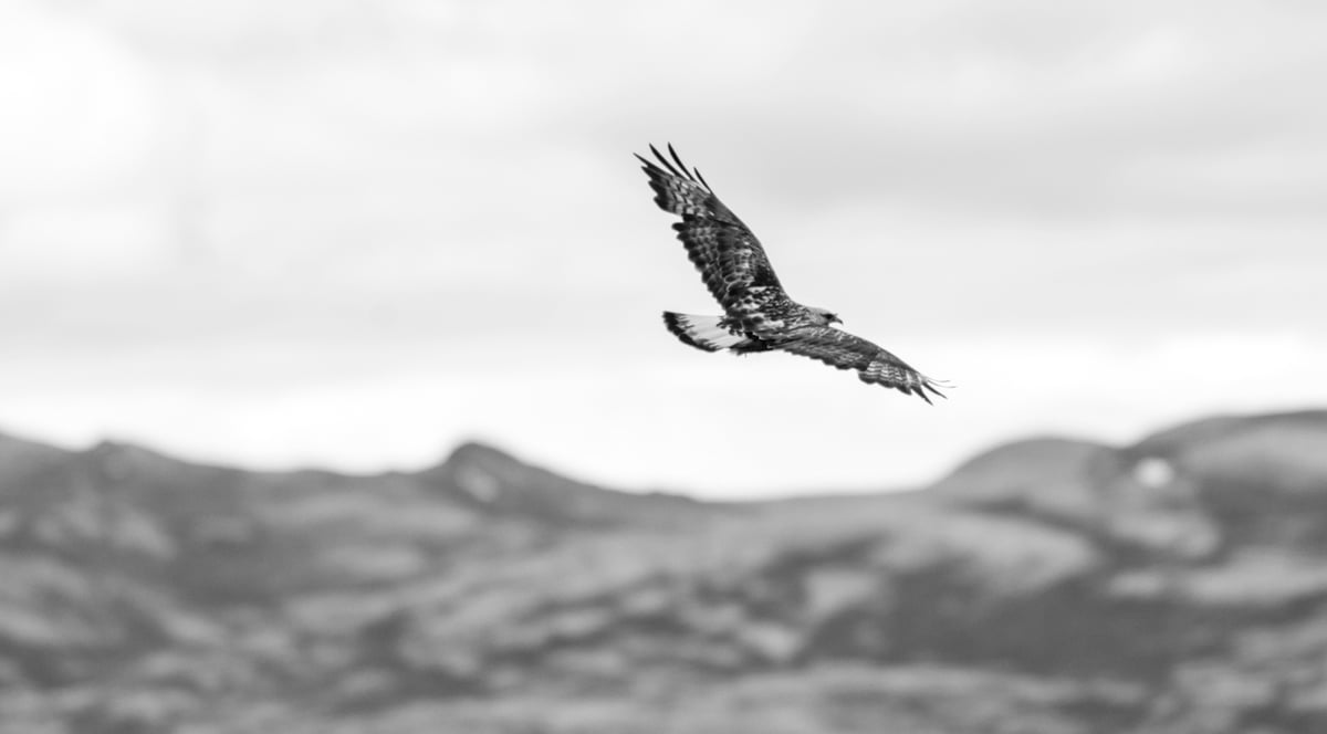 Fjellvåk som svever over en fjellvidde