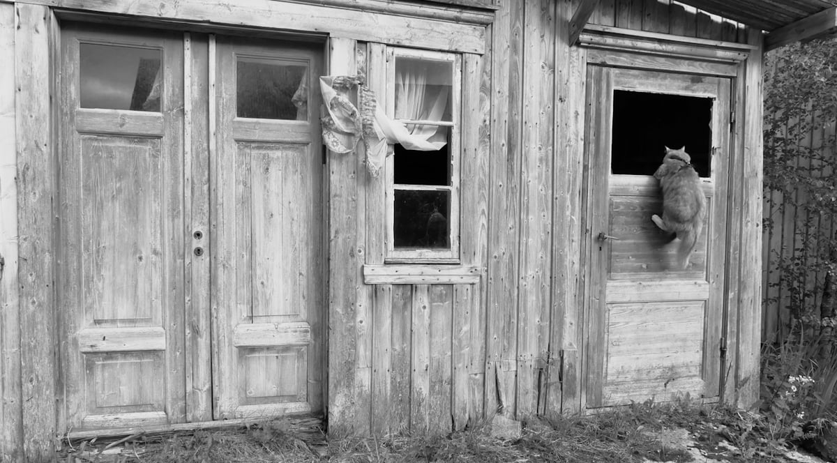 En katt som klättrar genom fönstret på ett förfallet hus