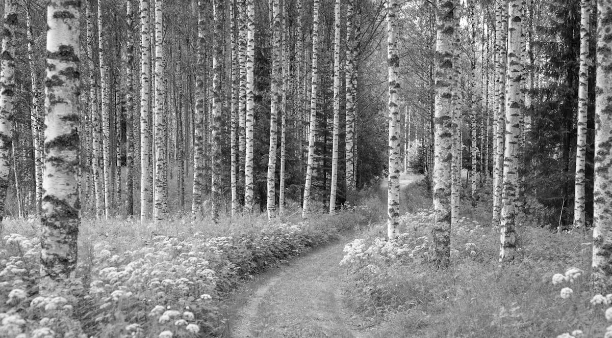 En skog med bjørketrær med en traktorvei