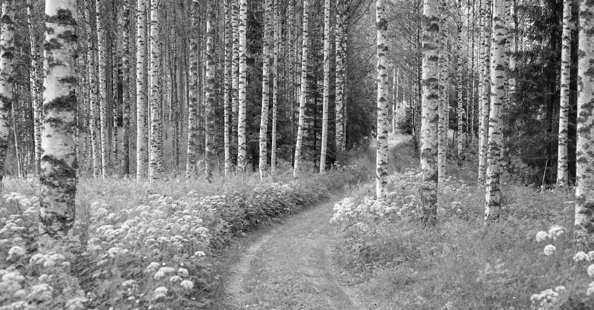 En skog med bjørketrær med en traktorvei